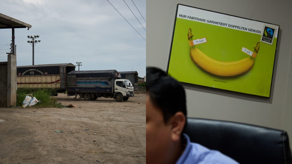 Ecuador y sus bananos Chiquita la protección, grande el negocio